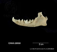 LESS 0263 Mephitis macroura macroura.JPG