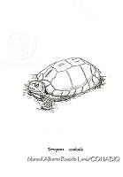 MARL0660 Terrapene coahuila.jpg