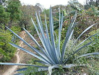 AJGM0007 Agave americana var. oaxacensis.JPG