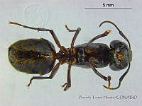 BTH0096 Camponotus herculeanus.jpg
