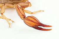 MASM07714 Thorellius sp..jpg