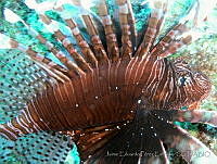 JEPE0003 Pterois volitans.jpg