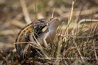 MN6F0246 Sceloporus subniger.jpg