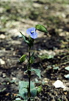 022 Commelina coelestis.jpg