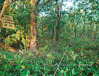 FN005 9 078 Laguncularia racemosa.jpg