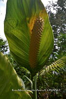 SG019 0373 Spathiphyllum cochlearispathum.jpg