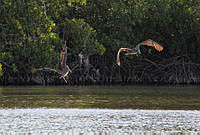 FBA0582 Pelecanus occidentalis.jpg