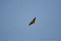 XVP0036 Buteo jamaicensis.jpg