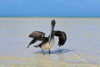 AGP01 Pelecanus occidentalis.jpg