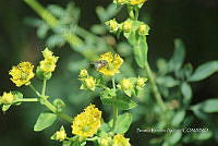 SG002 0134 Ruta chalepensis y musca sp..jpg