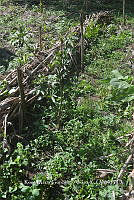 SG019 0399 Citrus reticulata.jpg