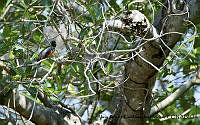 AAKVDH 0490 Trogon elegans.JPG