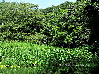 ME003 0089 Eichhornia crassipes.jpg