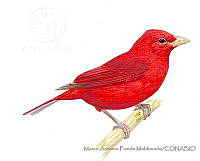 MAPM1132 Piranga rubra.jpg