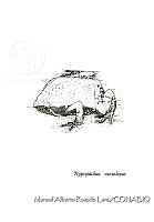 MARL0361 Hypopachus variolosus.jpg