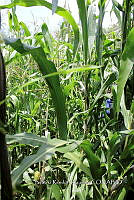 SG002 0055 Zea mays.jpg