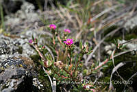 ZAPF0483 Portulaca pilosa.jpg