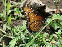 CGL0774 Danaus gilippus ssp. thersippus.jpg