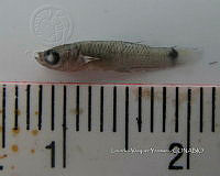 HE009 P 1561 Pseudoxiphophorus bimaculatus.JPG