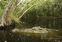 MASM06887 Crocodylus acutus.jpg