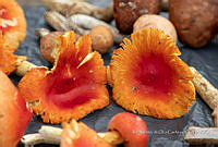 IMDOC Hong 0017 Amanita caesaria.jpg