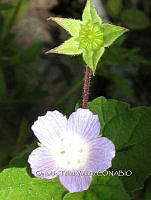 OTVBK029 0459 Anoda acerifolia.jpg