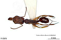 ME006 Hormi 0263 Odontomachus ruginodis.jpg