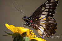 ZAPF0368 Catasticta nimbice.jpg