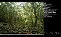 FJBL0154 Momotus lessonii.jpg