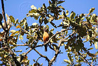 XVP0024 Turdus migratorius.jpg