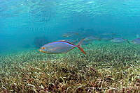JAO0128 Carangoides bartholomaei.tif