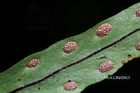 Zongo 0027 Pleopeltis crassinervata.jpg