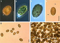 JC006 0011 Fibrocapsa japonica (Rafidof¡cea).jpg