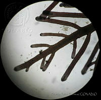 RYP0036 Pterocladiella capillacea.jpg
