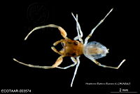 ME006 araña 0007 Zygoballus rufipes.jpg