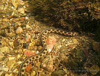 ALCM034 Myrichthys tigrinus.JPG