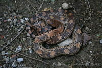 JCHM0076 Pituophis deppei.jpg