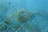 UNAMGAMZ-37 Hydrococcus rivularis.jpg