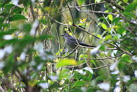 LABP01 Dumetella carolinensis.jpg