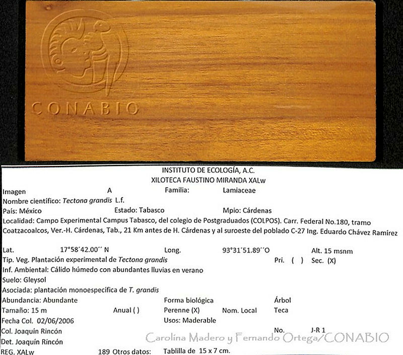 CMyFO%2000127%20Tectona%20grandis.JPG.riey PH0MYWhrcNhQA3g0JtbmFja29CbnFuZ3NAbXJ6LGtwZwA.iT5D1VmMiL