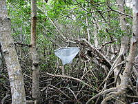 HEON002 Tenabo, Campeche.jpg