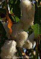 FBA1247 Gossypium hirsutum.jpg