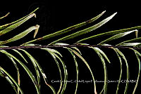 Zoqui 0124 Pityrogramma trifoliata.jpg