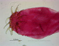 NE002 0179 Glossocercus auritus.jpg