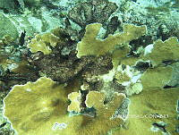 NE018 0558 Acropora palmata.jpg