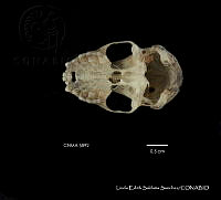 LESS 0358 Artibeus hirsutus.JPG