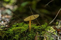 ZAPF 0666 Melanoleuca grammopodia.jpg