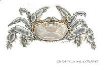 UNAM_FC-SISAL-0088 Pinnotheridae.jpg