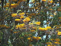 CGL1135 Grevillea robusta.jpg