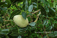 ME010 KV 00382 Swietenia humilis Zucc., 1836_.JPG